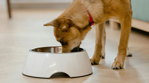 Pet Accessories